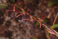 Bulbophyllum tremulum